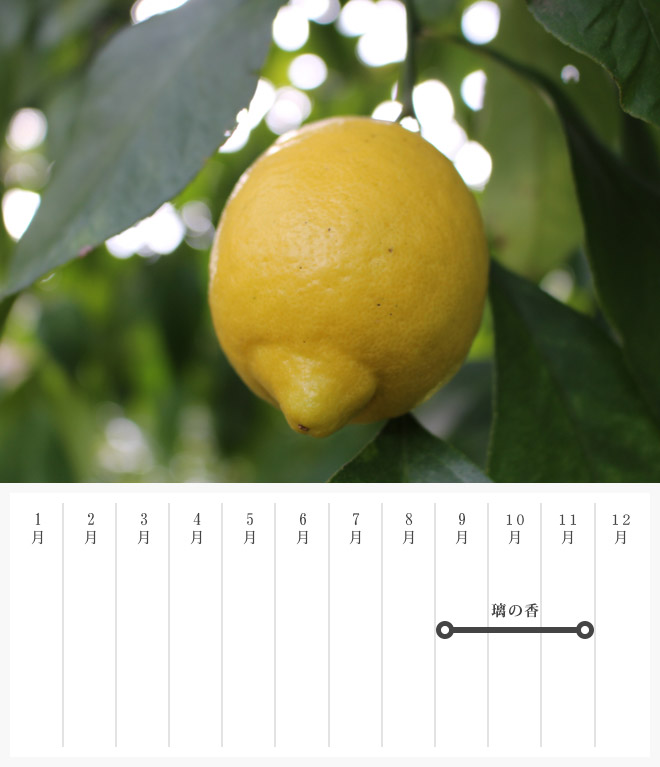 レモン画像・カレンダー